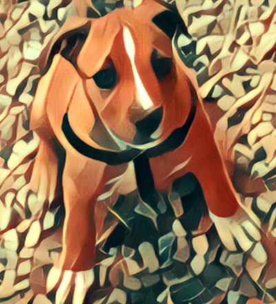 SESSIÓ BENVINGUT A CASA, HACHE!